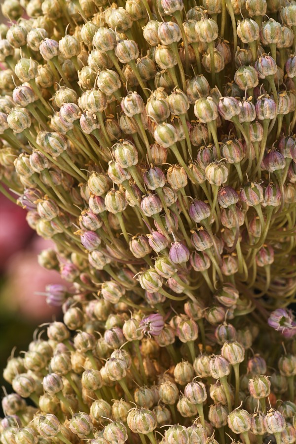 Two Ageing Garlic Flowers by Joy Watson